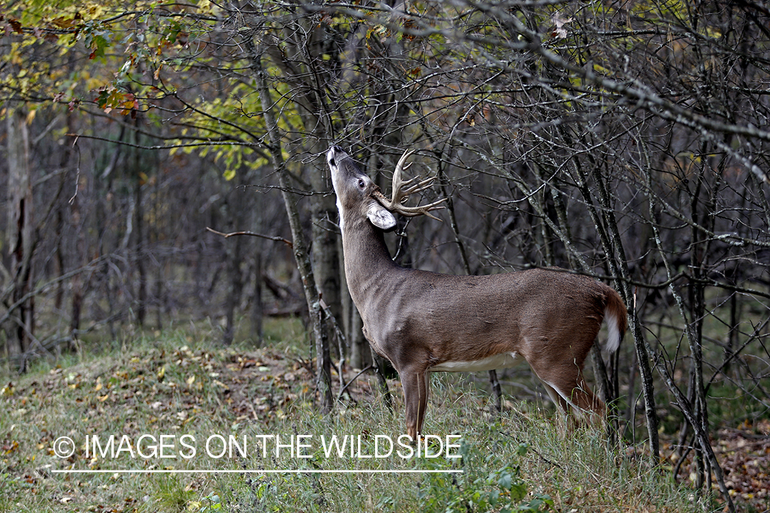 White-tailed buck sniffing and making scrape.