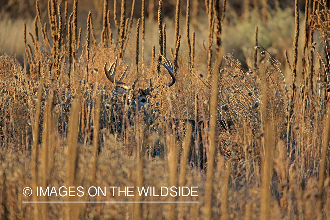 White-tailed buck in field.