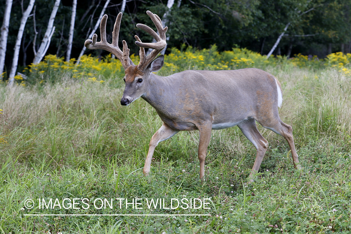 White-tailed buck in velvet.