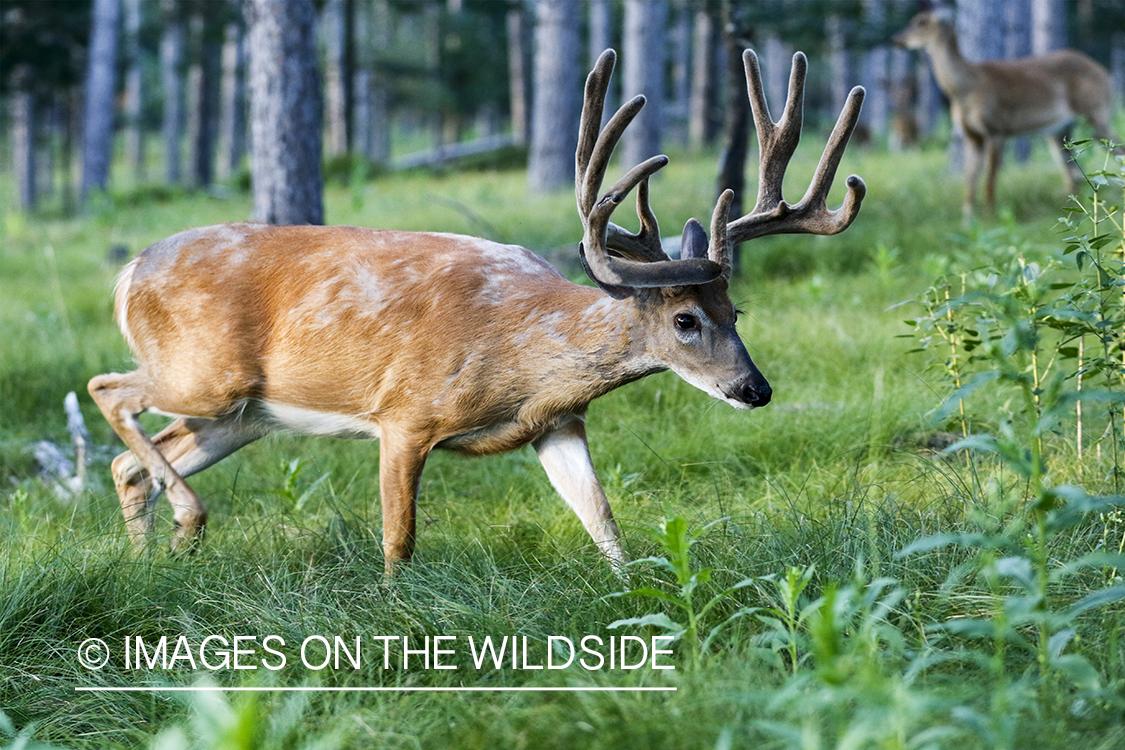 White-tailed deer in velvet.