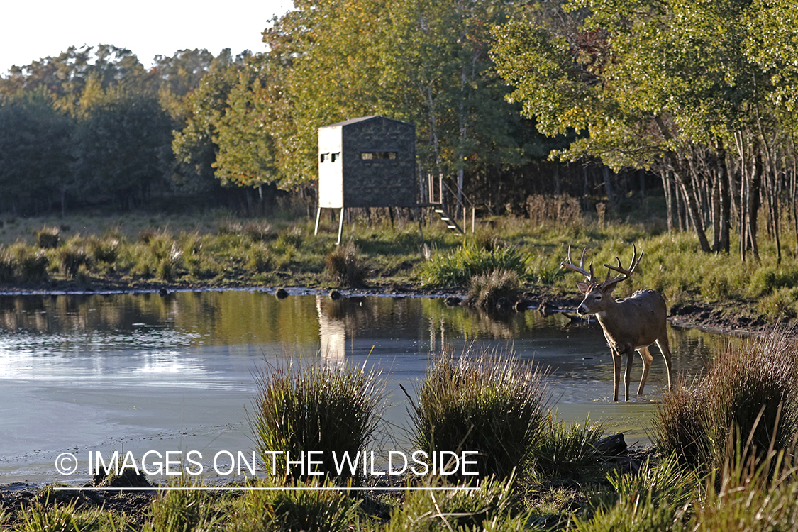 White-tailed buck with hunting blind in background.