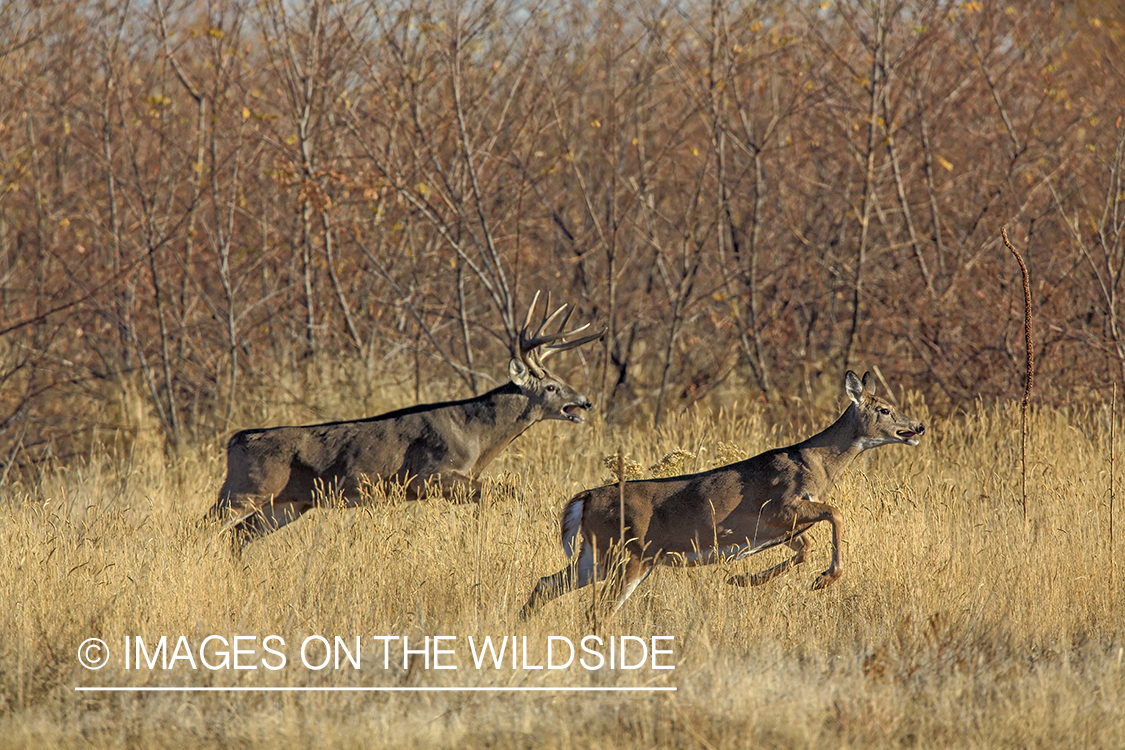 White-tailed buck chasing doe during the rut. 