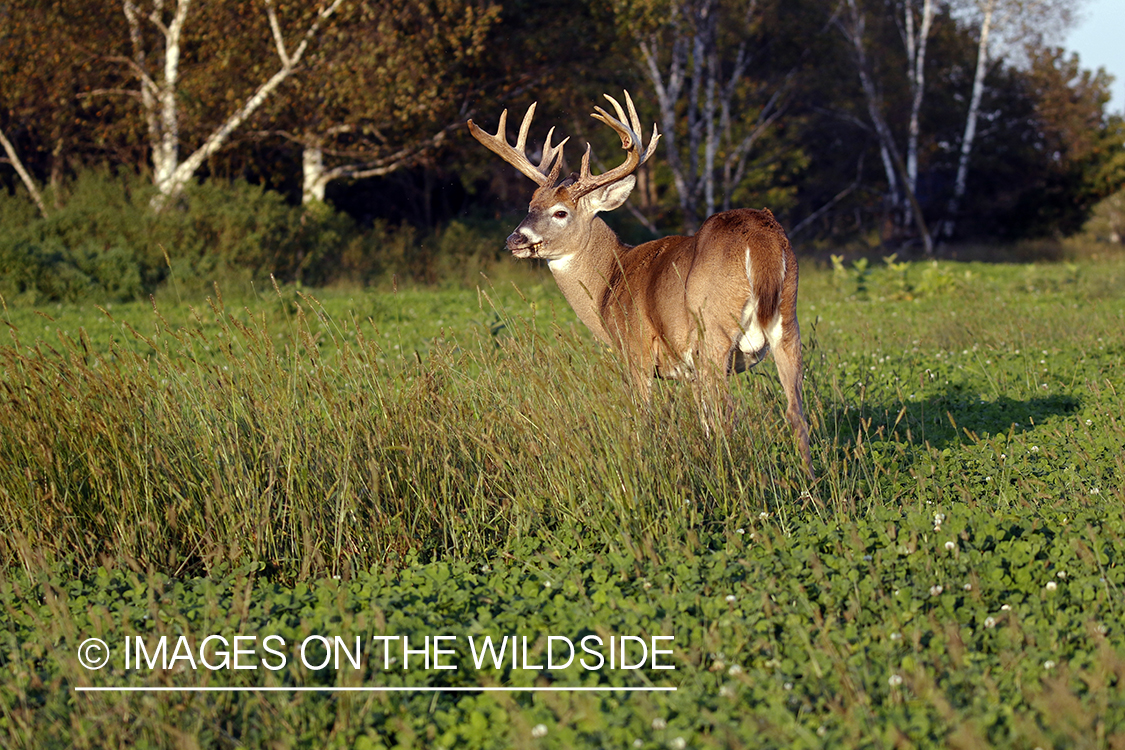 White-tailed buck in field.