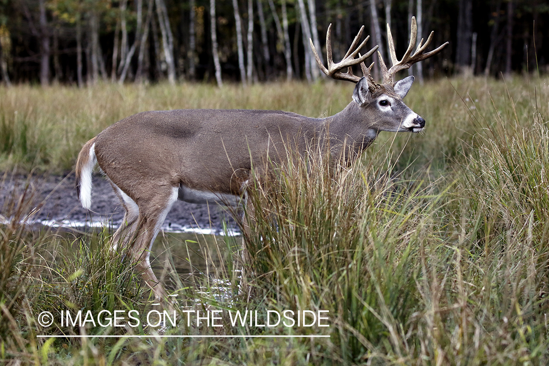 White-tailed buck in the rut.