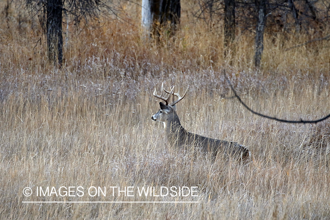 White-tailed buck in the rut.