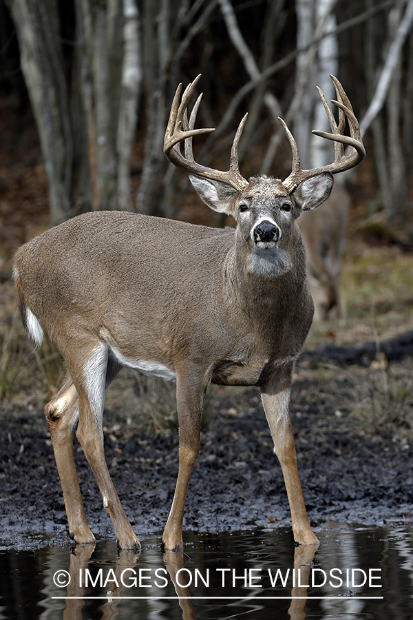 White-tailed buck in water.