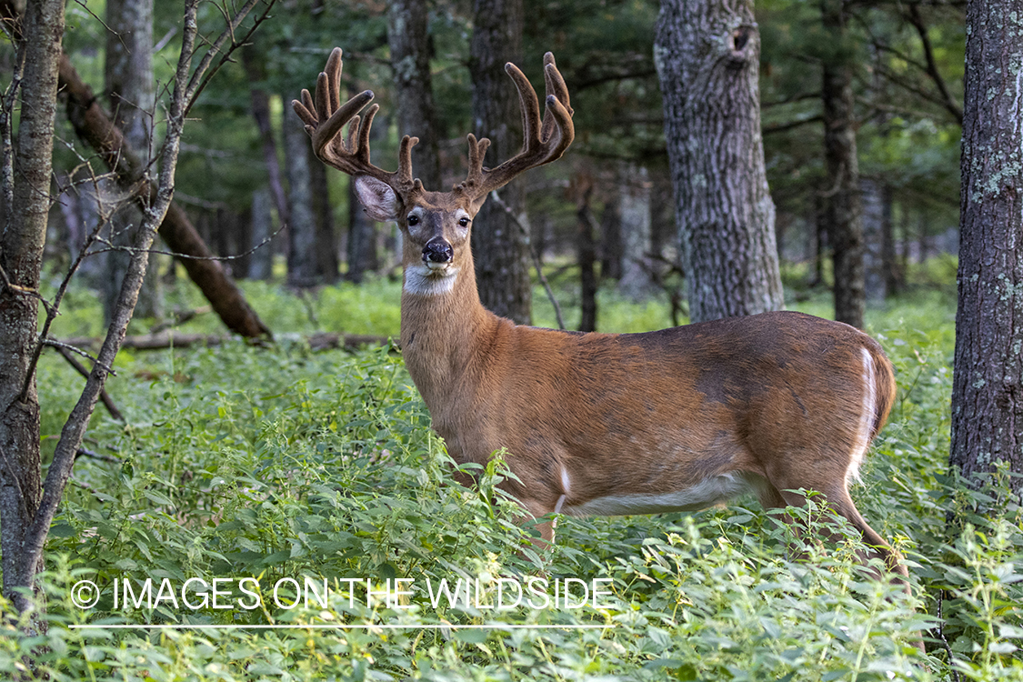 White-tailed buck in Velvet.