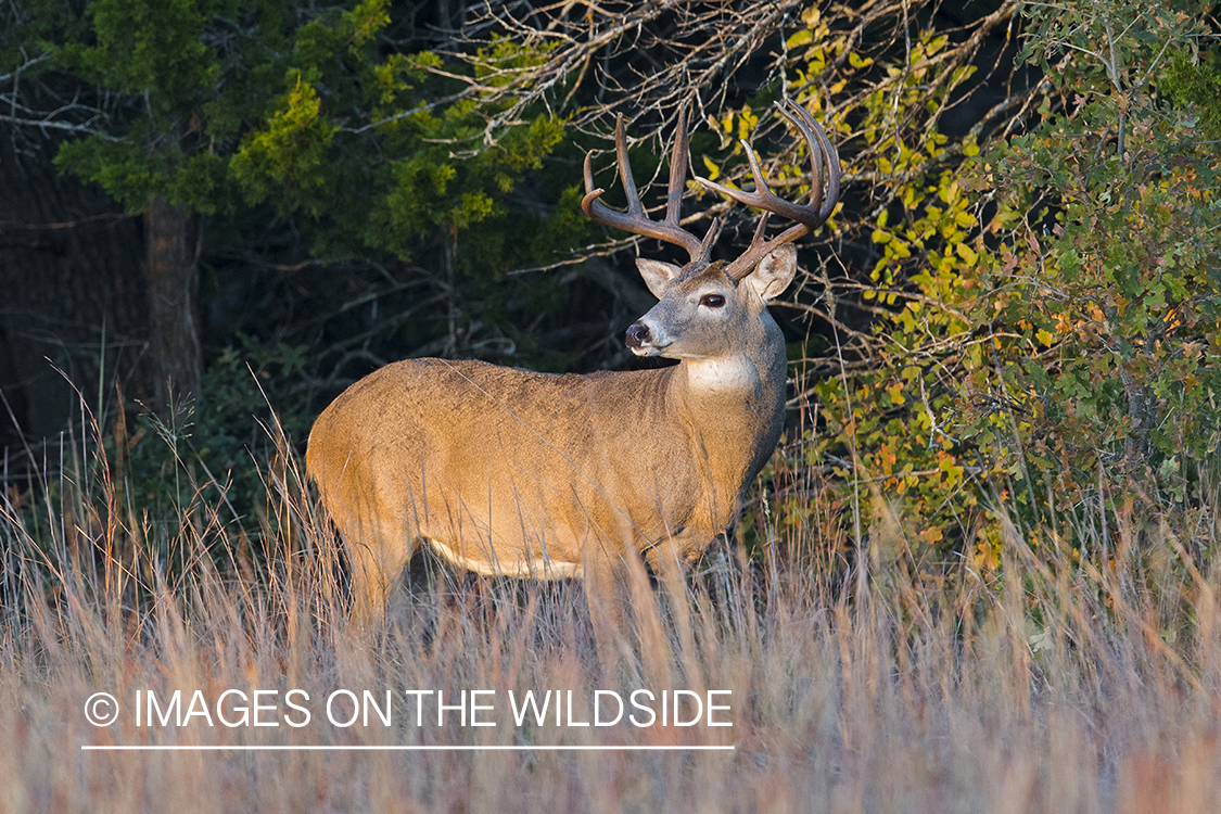 White-tailed buck in field.