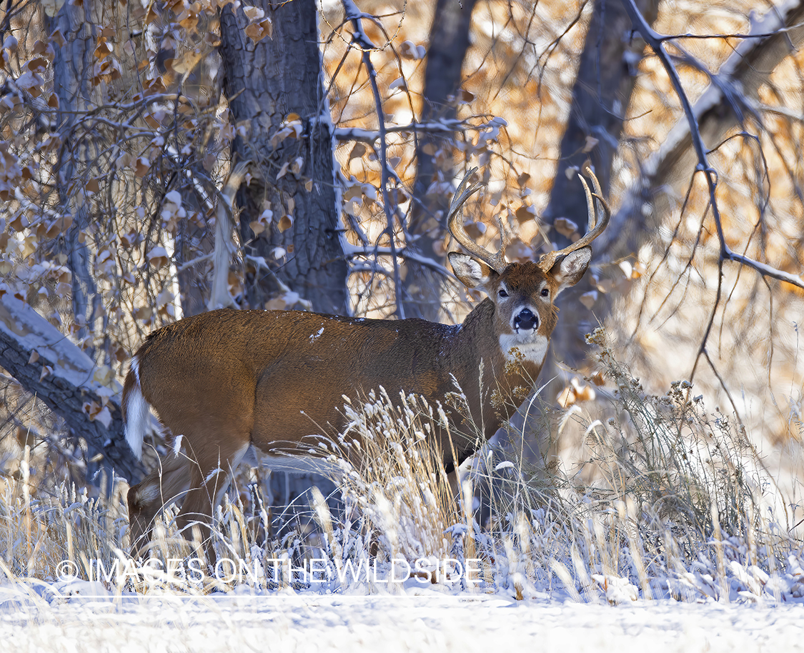 White-tailed buck in winter field.