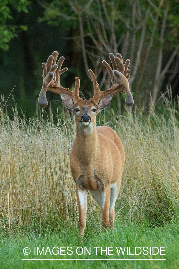 White-tailed buck in field.