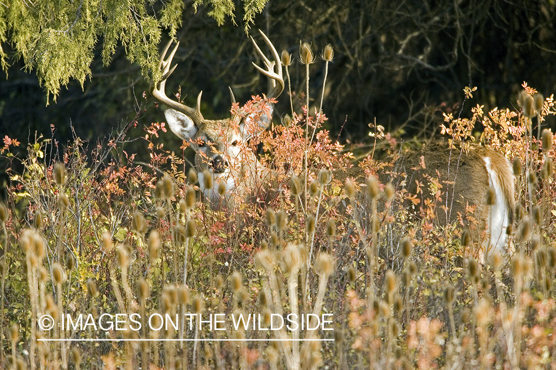 White-tailed deer in habitat