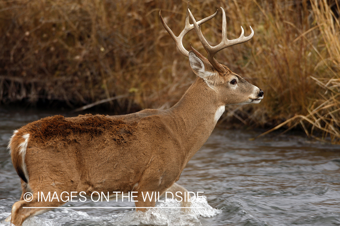 White-tailed deer crossing creek