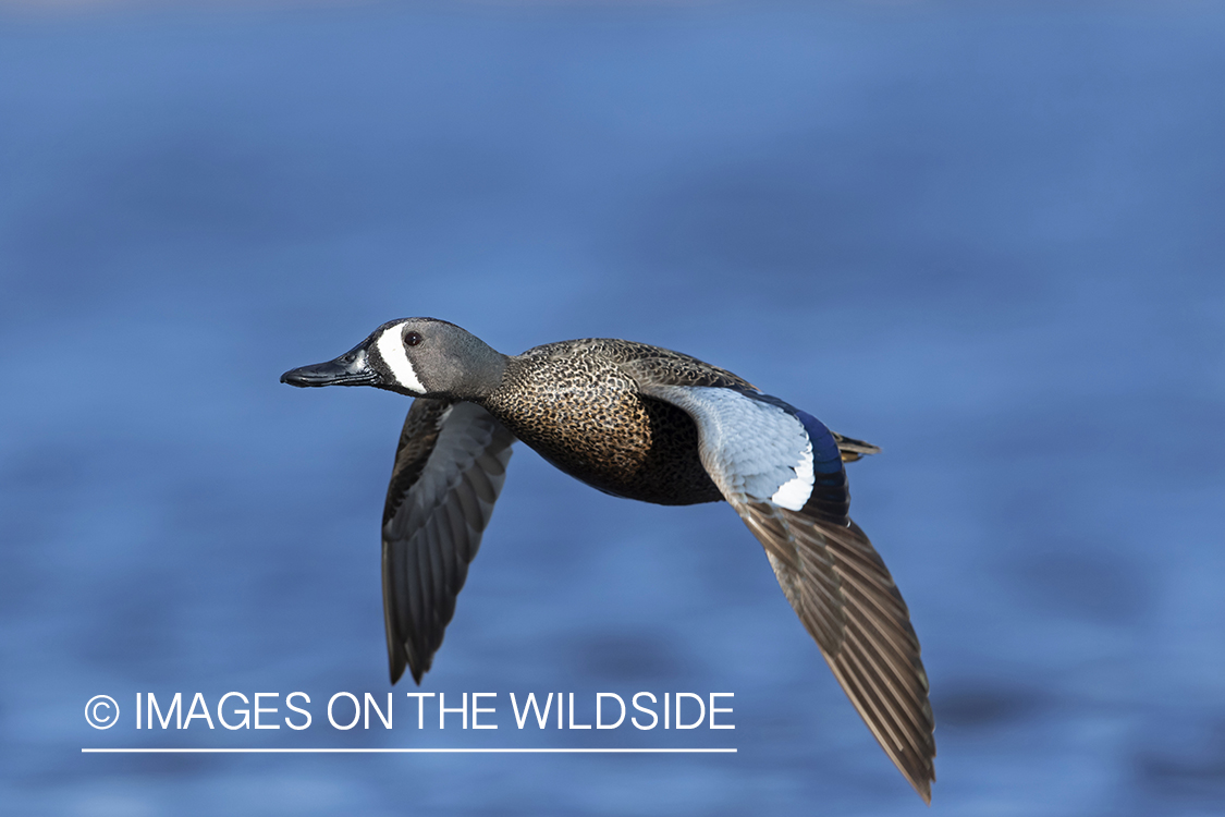 Blue-winged Teal in flight.