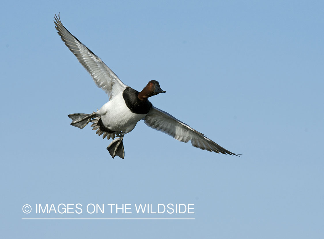 Canvasback duck in flight.