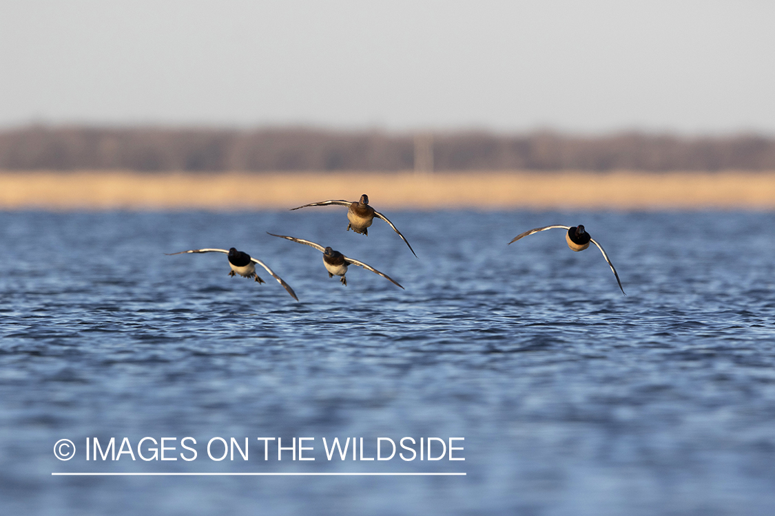 Canvasbacks in flight.