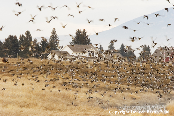 Flock of mallards in flight.