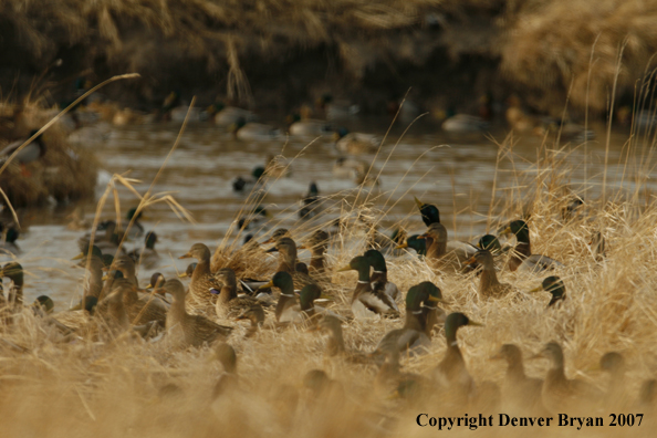 Mallard flock