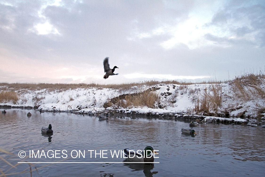 Mallards landing in decoys.