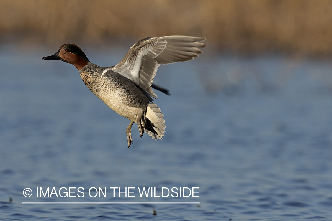 Green-winged Teal in flight.