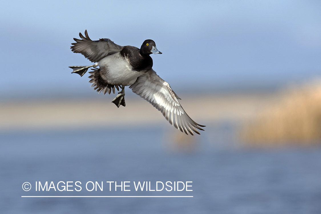 Lesser Scaup in flight.