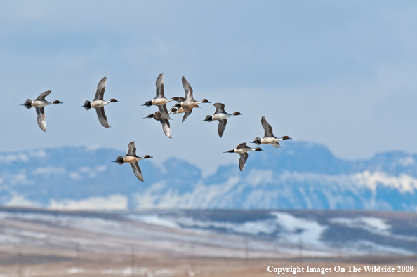 Pintail ducks in flight.