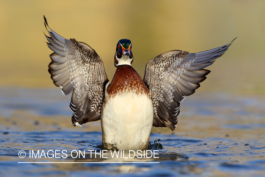 Wood duck drake in habitat.