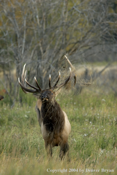 Aggressive Rocky Mountain bull elk in habitat.