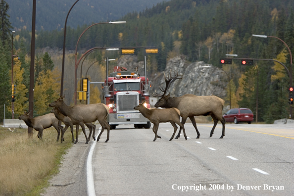 Rocky Mountain elk crossing road.