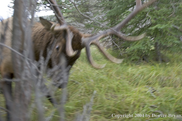 Rocky Mountain bull elk charging aggressively through forest.