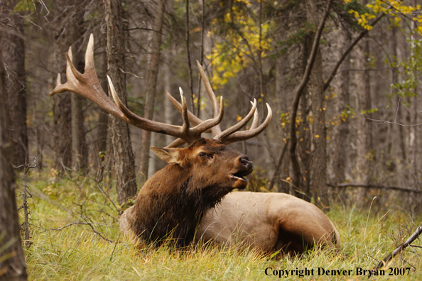 Rocky Mountain Elk bedded down