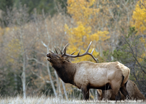 Rocky Mountain Elk bugling