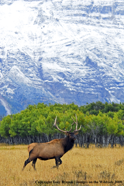 Rocky Mountain Elk in habitat