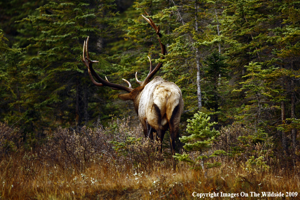 Bull Elk