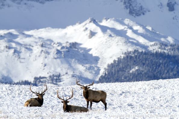 Rocky Mountain Elk in winter. 