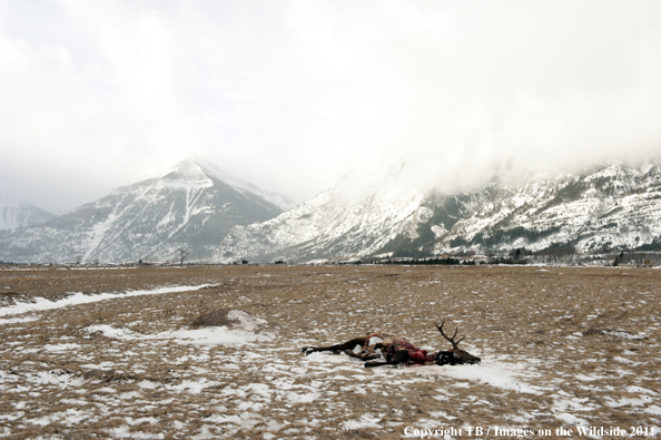 Rocky Mountain elk carcass from predator in winter meadow. 