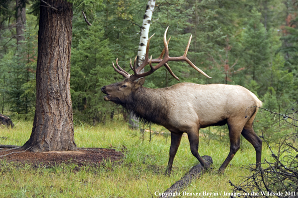 Rocky Mountain Bull Elk bugling. 