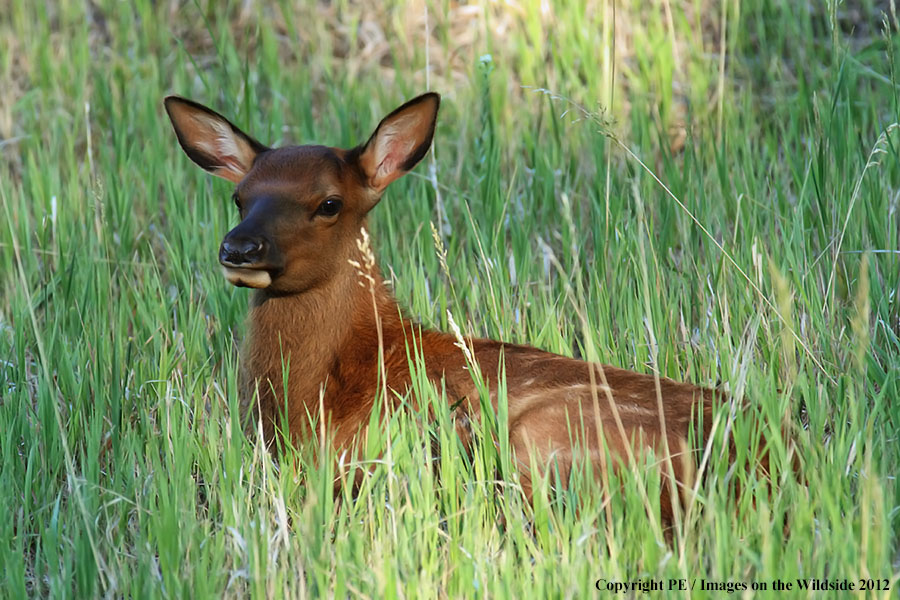 Elk calf in habitat.