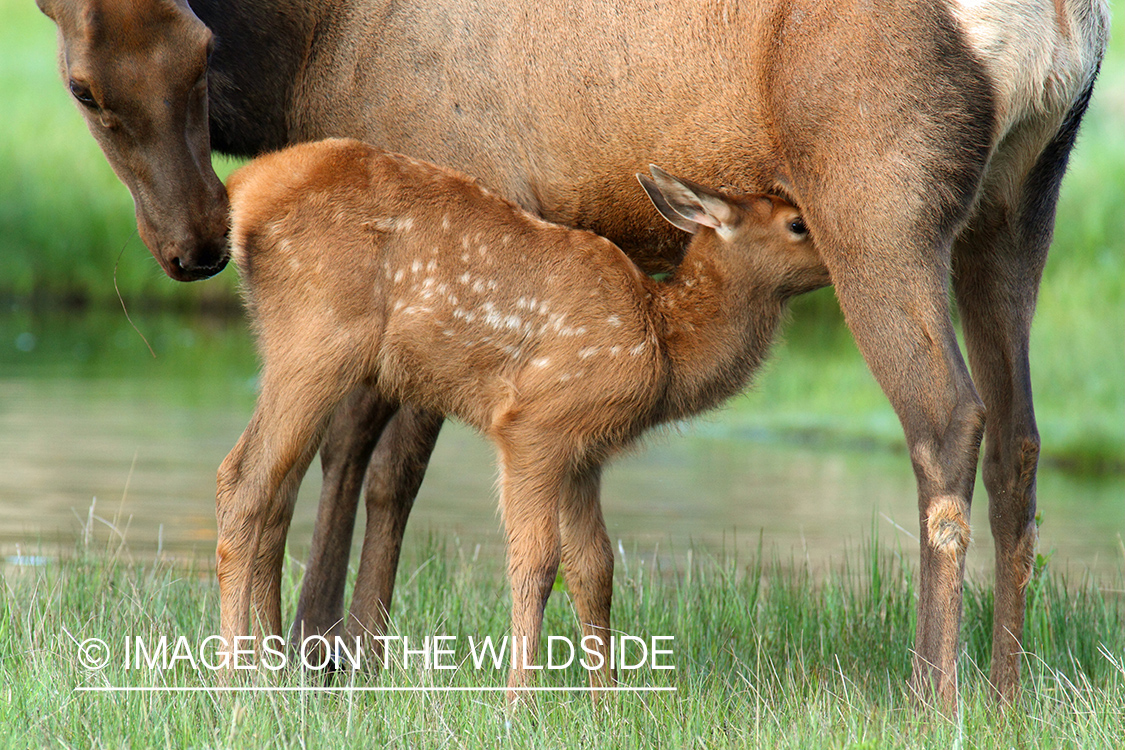 Rocky Mountain Elk calf nursing from cow.