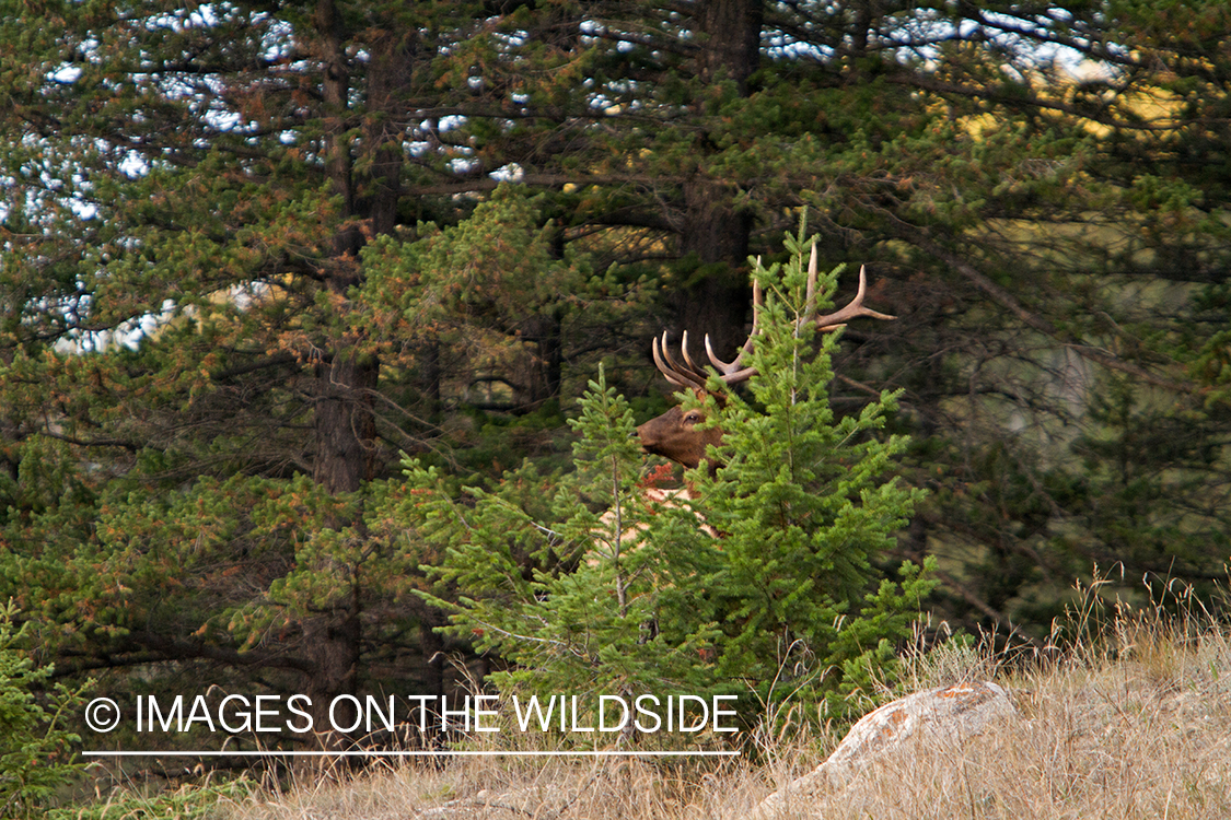 Rocky Mountain Bull Elk in habitat.