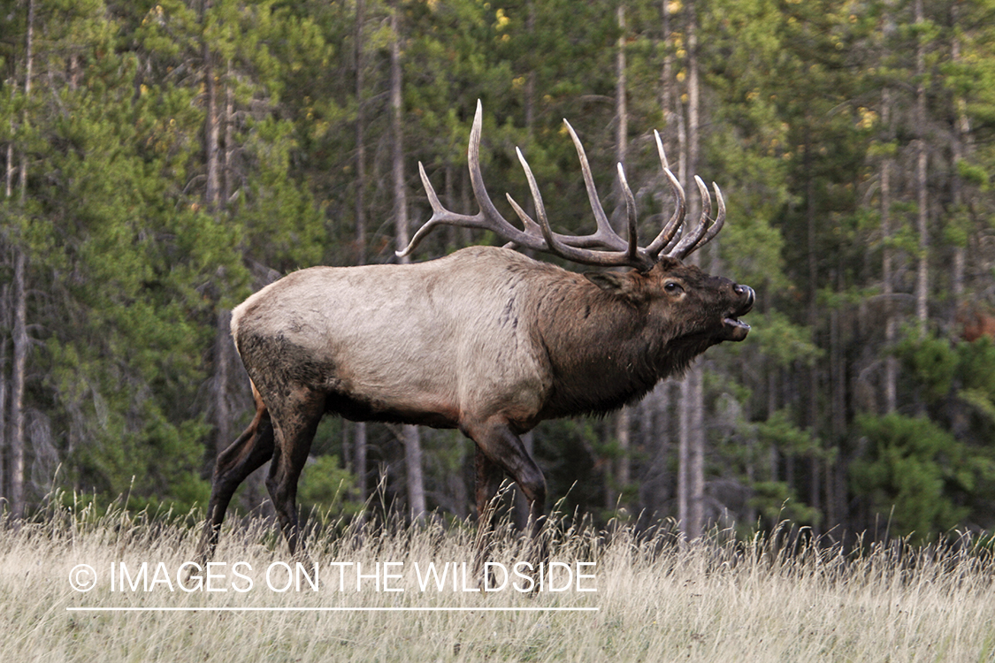 Rocky Mountain Bull Elk bugling in habitat.