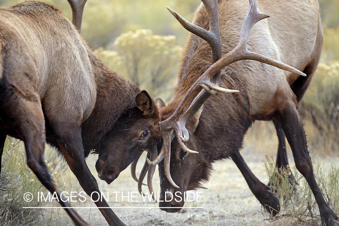 Rocky Mountain Bull Elk fighting in habitat.