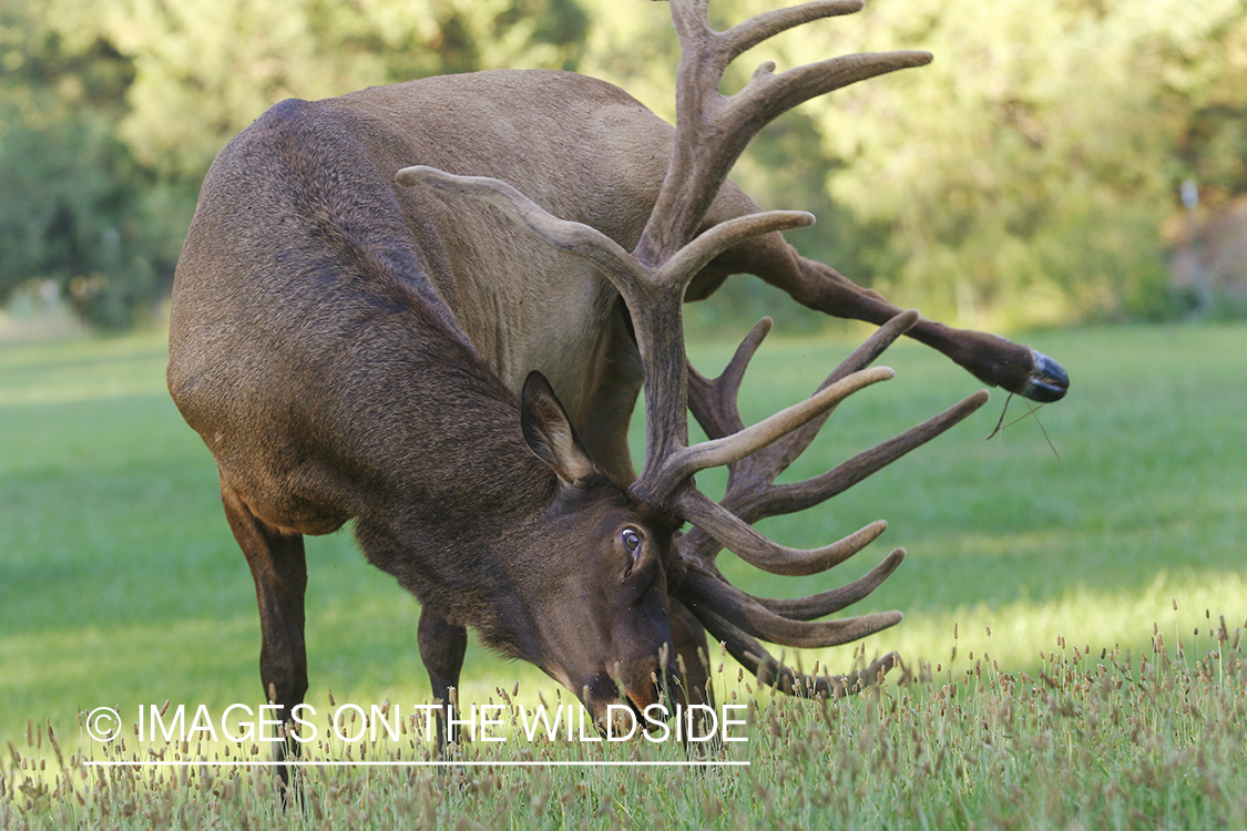 Bull elk in velvet scratching itself with antlers.