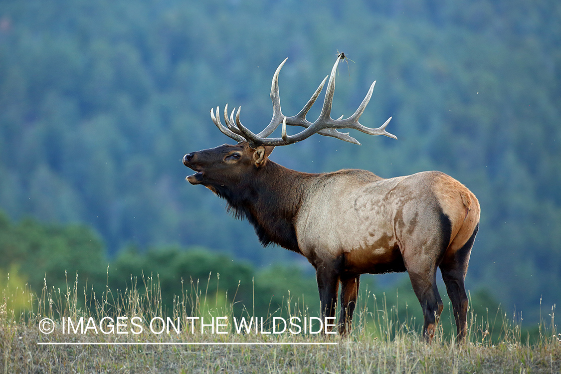 Bull elk bugling in field.