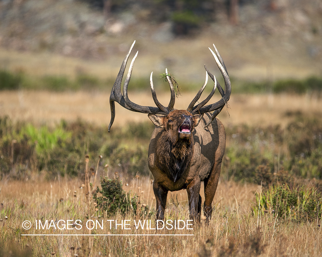 Bull elk bugling.