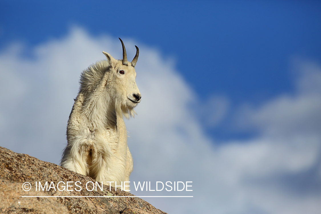 Rocky Mountain Goat in habitat. 