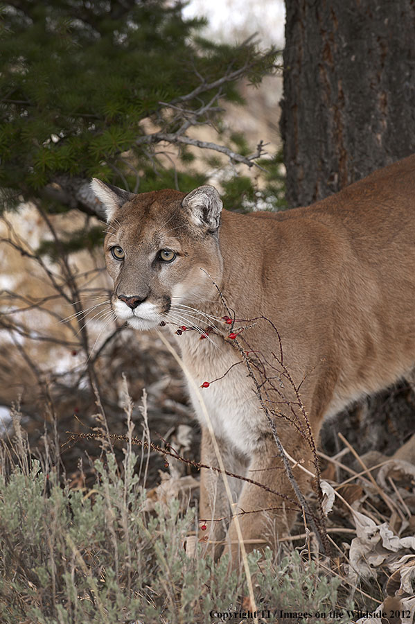 Mountain Lion in habitat.