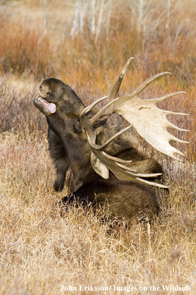 Shiras bull moose lying in habitat.