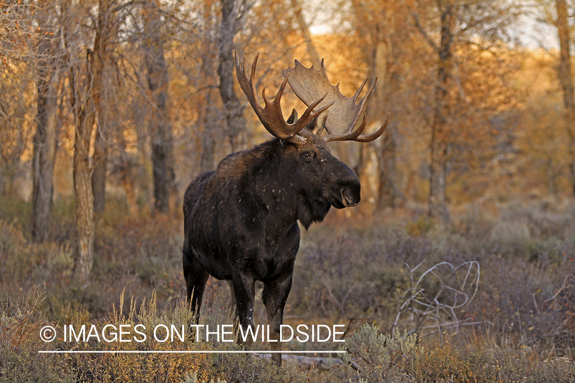 Shiras bull moose in habitat.