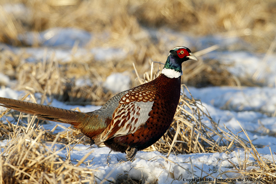 Ring-necked pheasant in habitat