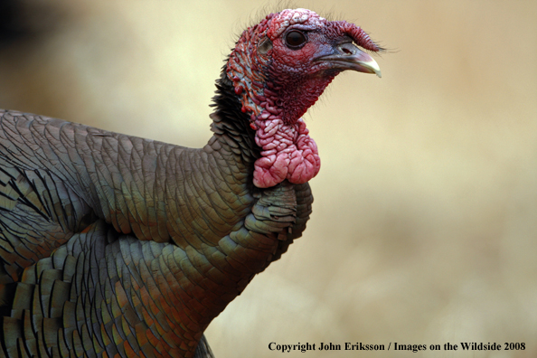 Eastern Wild Turkeys